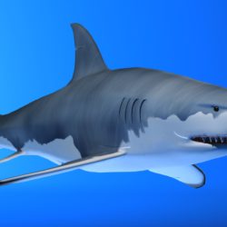 great white shark 3d model max fbx 150301