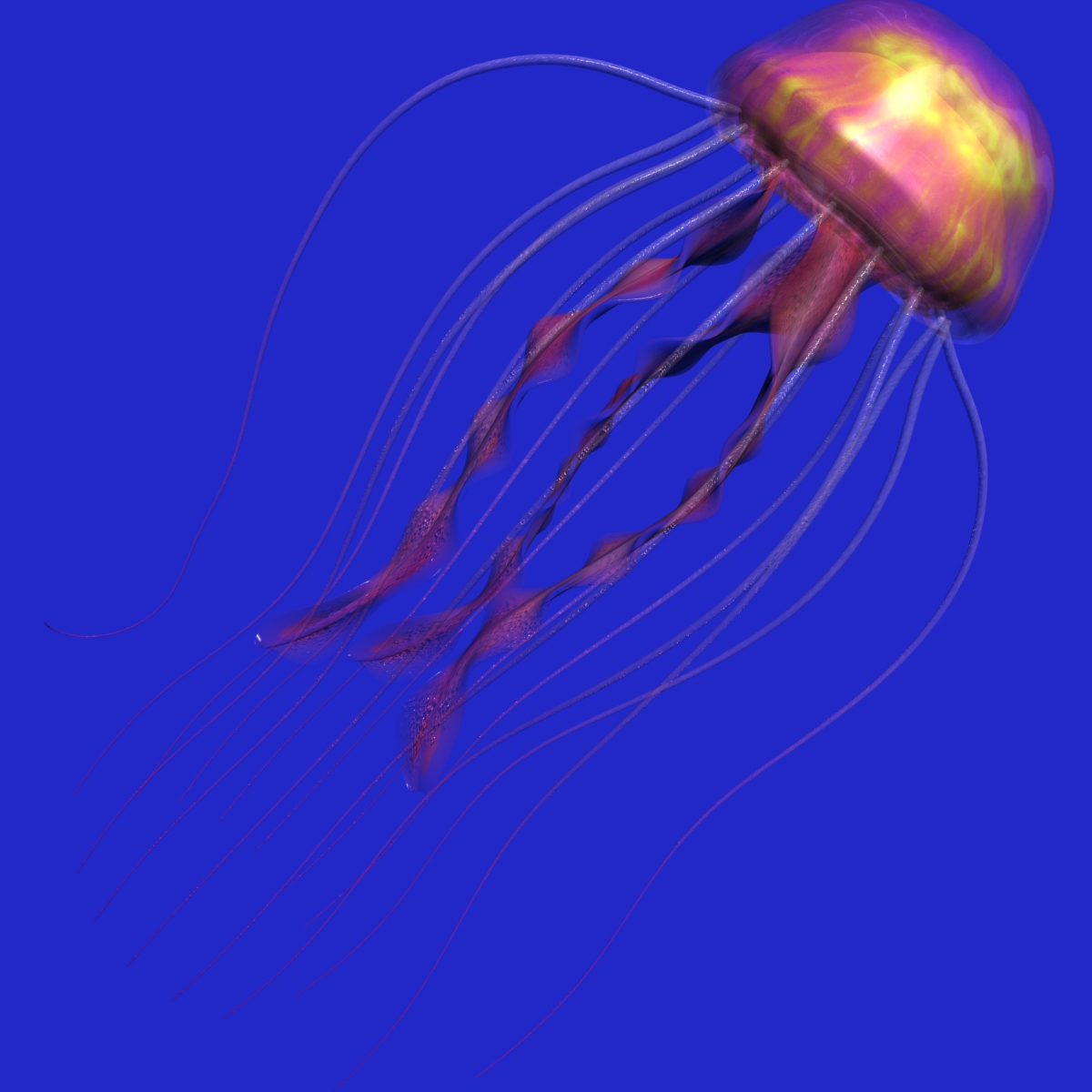  Jellyfish  Rigged 3D Model  FlatPyramid
