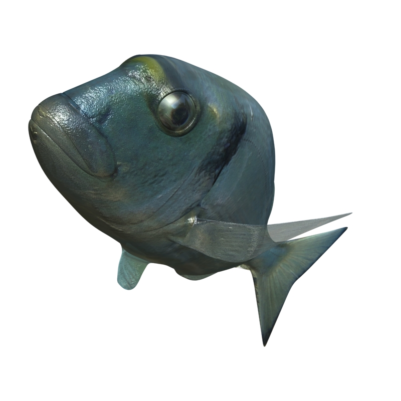 sea bream fish rigged with underwater scene 3d model 3ds max fbx lwo obj 119138