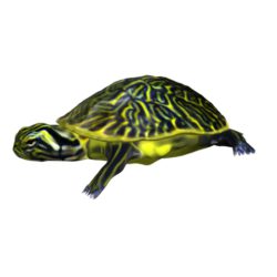 turtle animal 3d model 3ds max fbx texture obj 152722