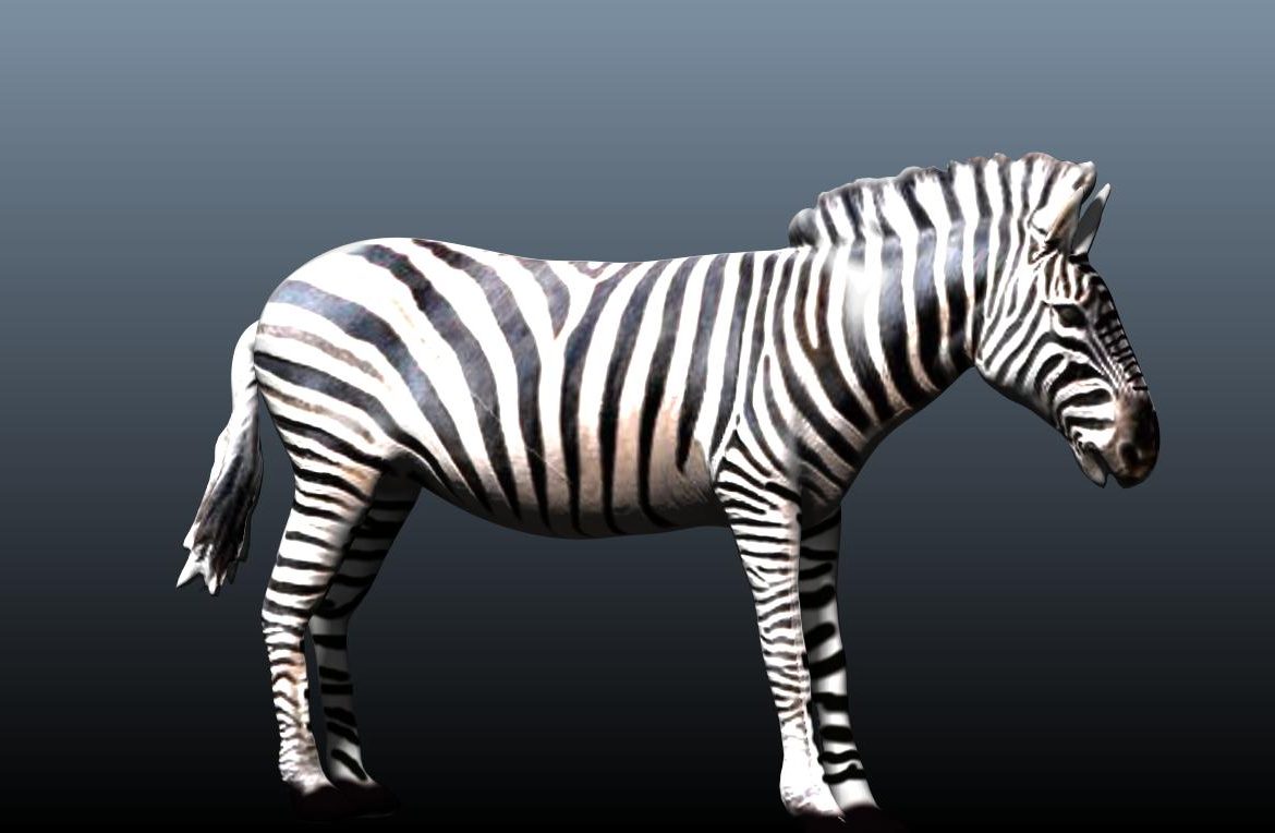 zebra v3 3d model obj 148213