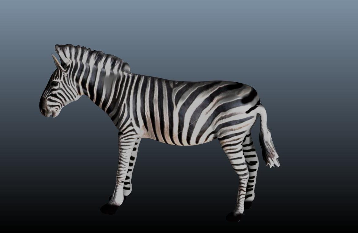 zebra v3 3d model obj 148216