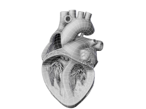 heart 2 3d model 3ds max lwo ma mb obj 116695