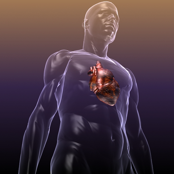heart in a human body 3d model 3ds max dxf dwg fbx cob c4d x lwo other 3dm skp hrc xsi texture wrl wrz obj 115970