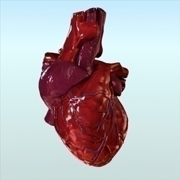 human heart internal 3d model 3ds fbx lwo ma mb other hrc xsi obj 111556
