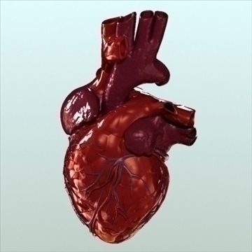 human heart internal 3d model 3ds fbx lwo ma mb other hrc xsi obj 111557