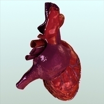 human heart internal 3d model 3ds fbx lwo ma mb other hrc xsi obj 111559
