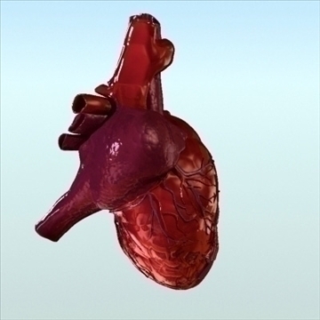 human heart internal 3d model 3ds fbx lwo ma mb other hrc xsi obj 111560