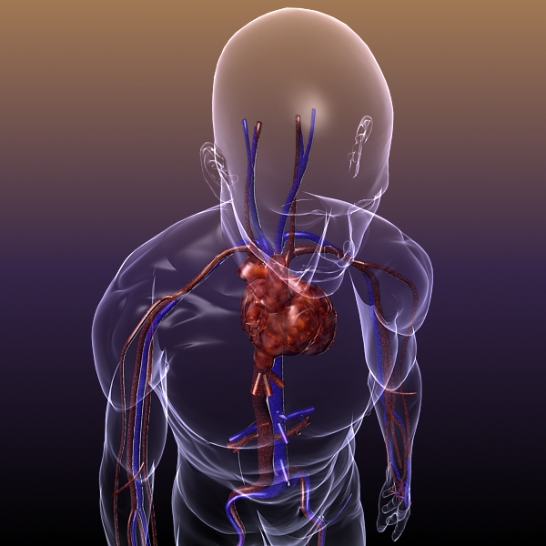 circulatory system anatomy in a human body 3d model 3ds max dxf fbx c4d lwo hrc xsi texture wrl wrz obj 117989