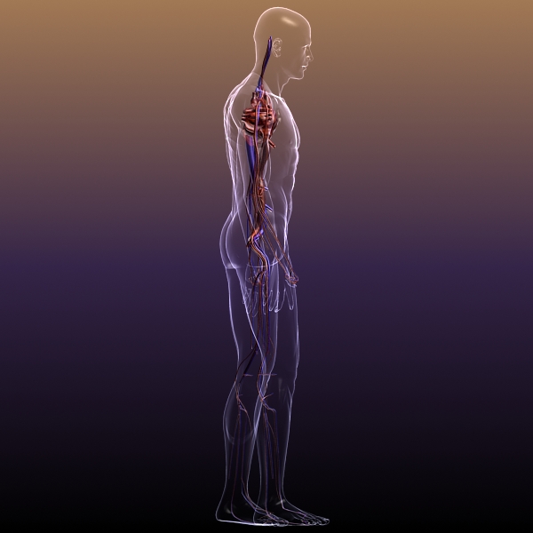 circulatory system anatomy in a human body 3d model 3ds max dxf fbx c4d lwo hrc xsi texture wrl wrz obj 117993