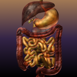 Digestive System Of A Human 3d Model Flatpyramid