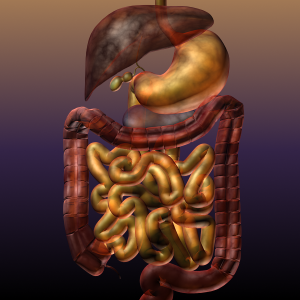 Digestive System of a Human 3D Model - FlatPyramid