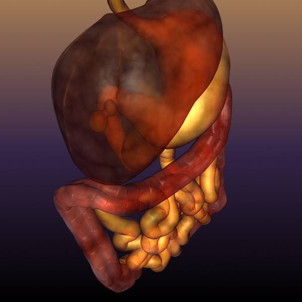 digestive system of a human 3d model max texture 117789