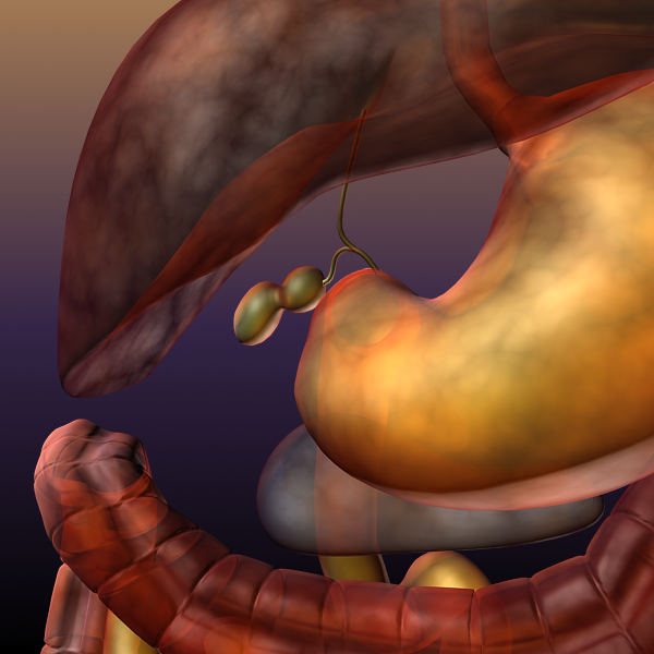 digestive system of a human 3d model max texture 117790