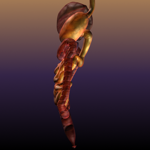 digestive system of a human 3d model max texture 117792