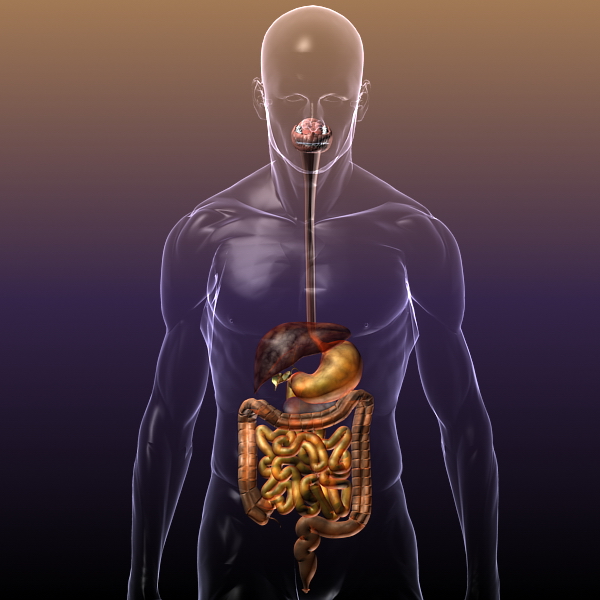 Human Anatomy Digestive System 3d Model Flatpyramid