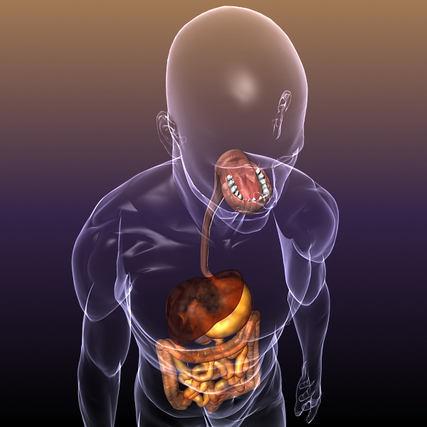 human anatomy: digestive system 3d model 3ds max fbx c4d lwo ma mb hrc xsi texture obj 117659