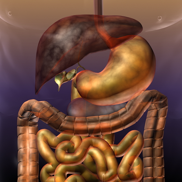 human anatomy: digestive system 3d model 3ds max fbx c4d lwo ma mb hrc xsi texture obj 117662