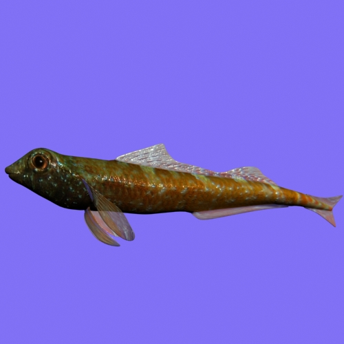 tripterygion fish rigged 3d model 3ds max fbx lwo obj 112879