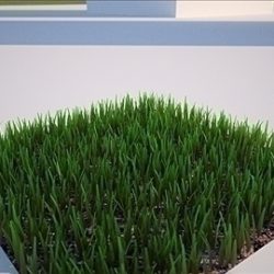 grass textured lawn turf yard for backyard etc. 3d model 3ds max dxf dwg c4d x lwo skp hrc xsi texture obj 111883