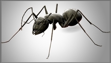 ant bug 3d model blend obj 112069
