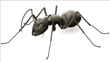ant bug 3d model blend obj 112073