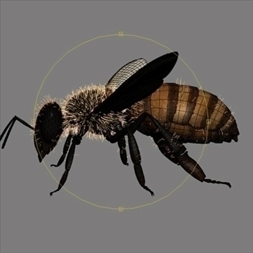 honey bee 3d model 3ds 106523
