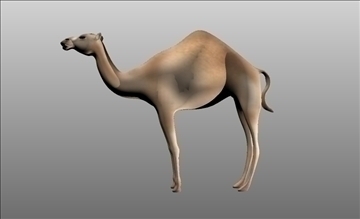 animal camel 3d model cob 103665