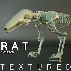 3d skeleton rat anatomy mouse models flatpyramid render included scene