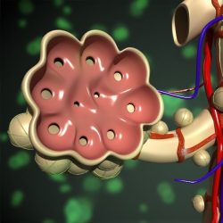 3D Model Alveoli Anatomy 3D Model - FlatPyramid