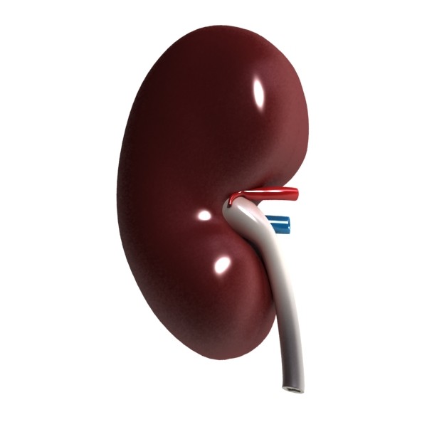 human kidneys high detail 3d model 3ds max fbx obj 132006