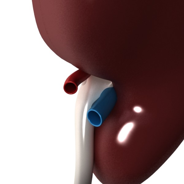 human kidneys high detail 3d model 3ds max fbx obj 132009