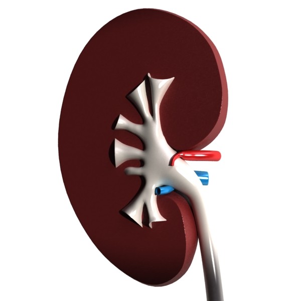 human kidneys high detail 3d model 3ds max fbx obj 132010