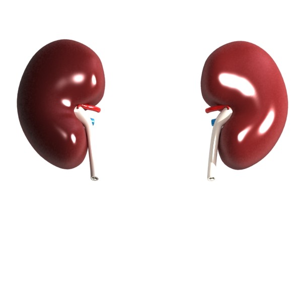 human kidneys high detail 3d model 3ds max fbx obj 132011