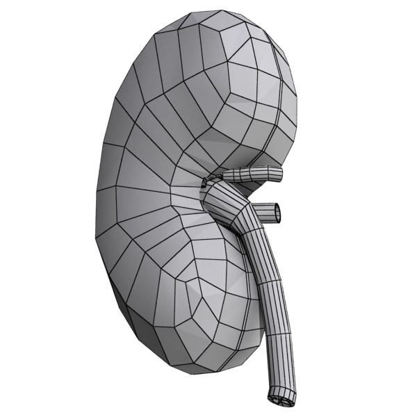human kidneys high detail 3d model 3ds max fbx obj 132012