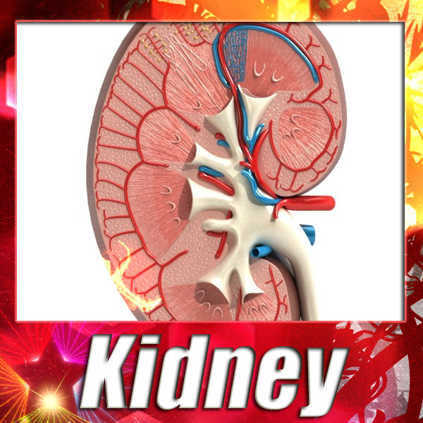 kidney anatomy high detail 3d model 3ds max fbx obj 130126