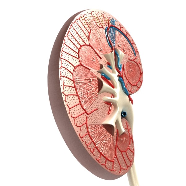kidney anatomy high detail 3d model 3ds max fbx obj 130128
