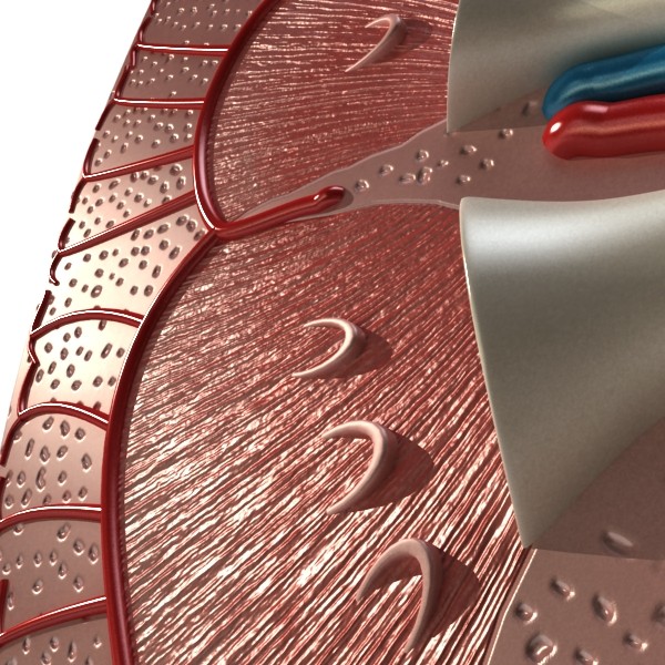 kidney anatomy high detail 3d model 3ds max fbx obj 130133