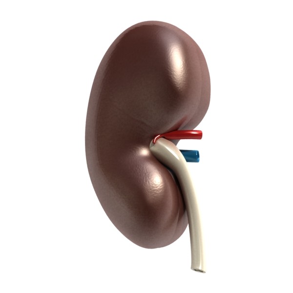 kidney anatomy high detail 3d model 3ds max fbx obj 130135