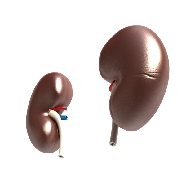 kidney anatomy high detail 3d model 3ds max fbx obj 130136