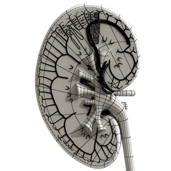 kidney anatomy high detail 3d model 3ds max fbx obj 130143