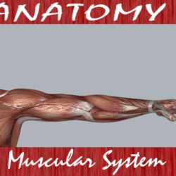 muscular system 3d model max 114638