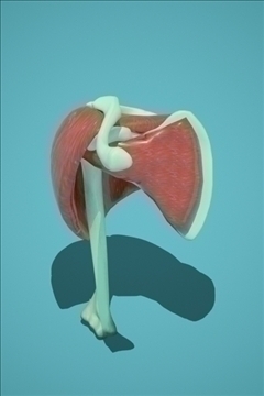 Shoulder 3D Model – Buy Shoulder 3D Model | FlatPyramid