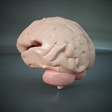 brain of a human realistic high resolution 3d model 3ds max dxf dwg fbx c4d dae x lwo ma mb 3dm hrc xsi  cod scn wrl wrz obj other 112022