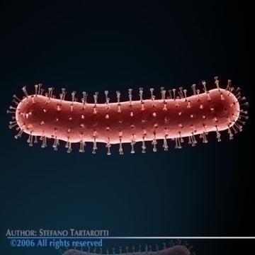 Anatomy of bird flu