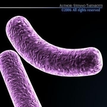 bacillus bacteria 3d model 3ds c4d obj 78061