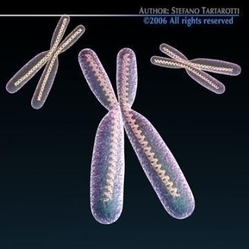 chromosome with dna 3d model c4d 3ds obj 78068