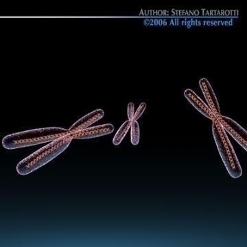 chromosome with dna 3d model c4d 3ds obj 78069