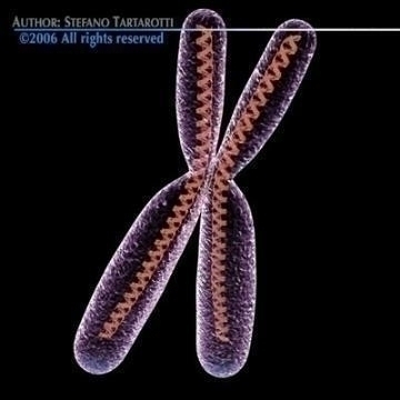 chromosome with dna 3d model c4d 3ds obj 78071