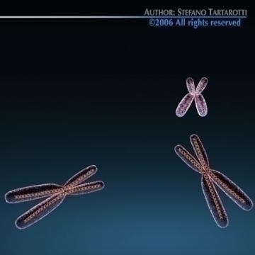 chromosome with dna 3d model c4d 3ds obj 78072